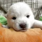 豆柴【栃木県・女の子・2026年2月27日・白】の写真1