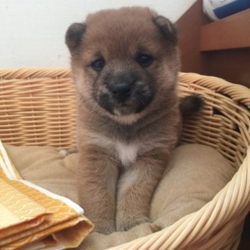 柴犬(豆柴)【栃木県・女の子・2023年5月24日・赤】の写真「チャンピオン直仔・カレンダー撮影済」