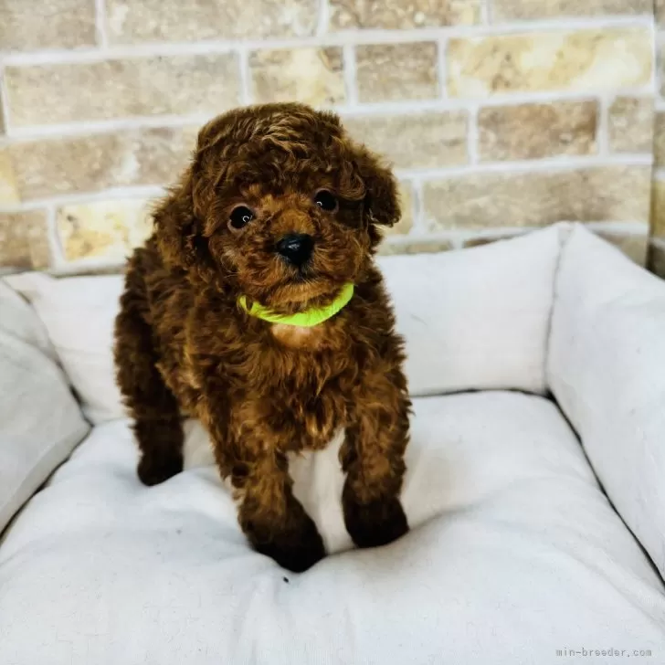 ID:2503-04097の子犬