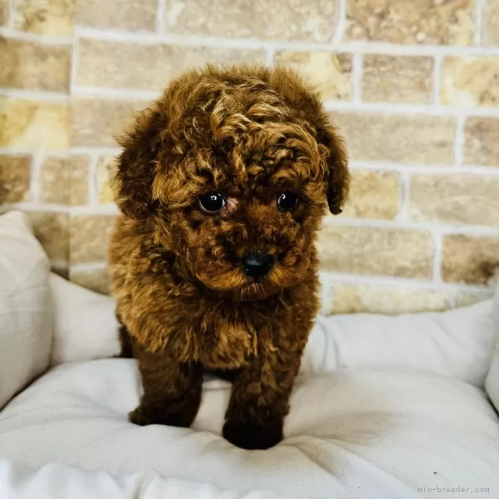 ID:2501-02507の子犬