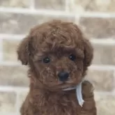 タイニープードル