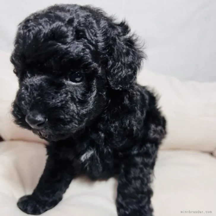 ID:2311-05646の子犬