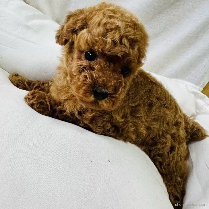 ID:2406-03942の子犬