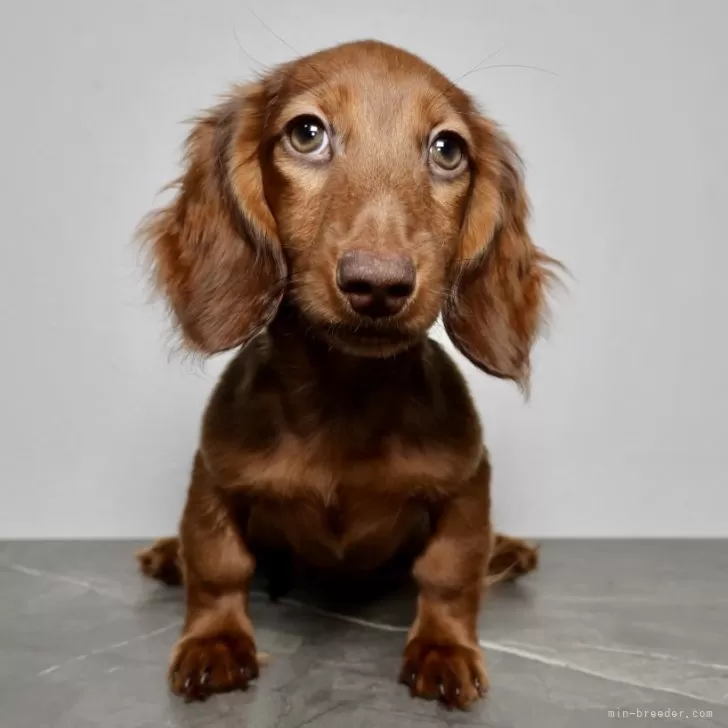 ID：2512-05755の子犬