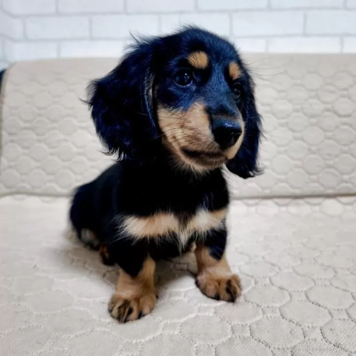 ID：2508-08225の子犬