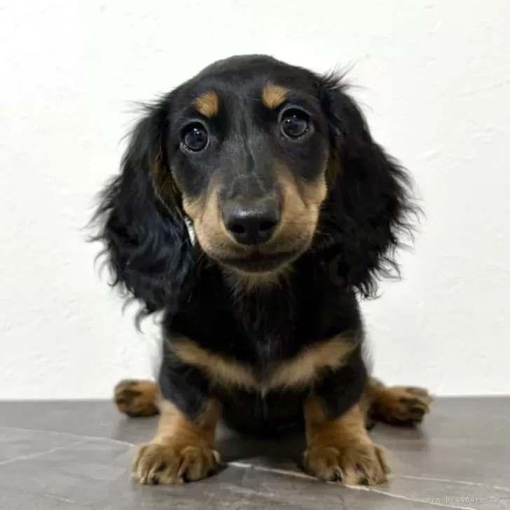 ID：2512-07927の子犬