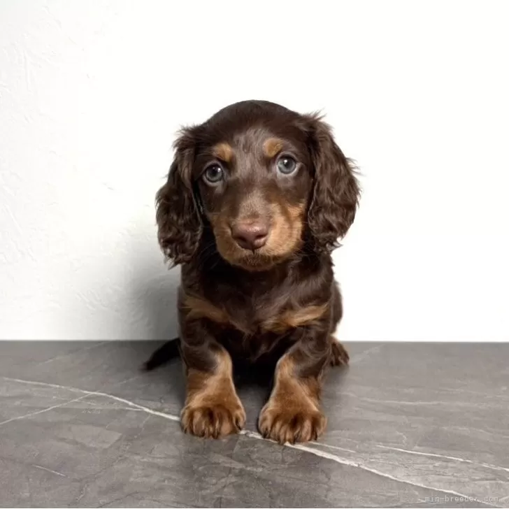 ID：2605-00197の子犬