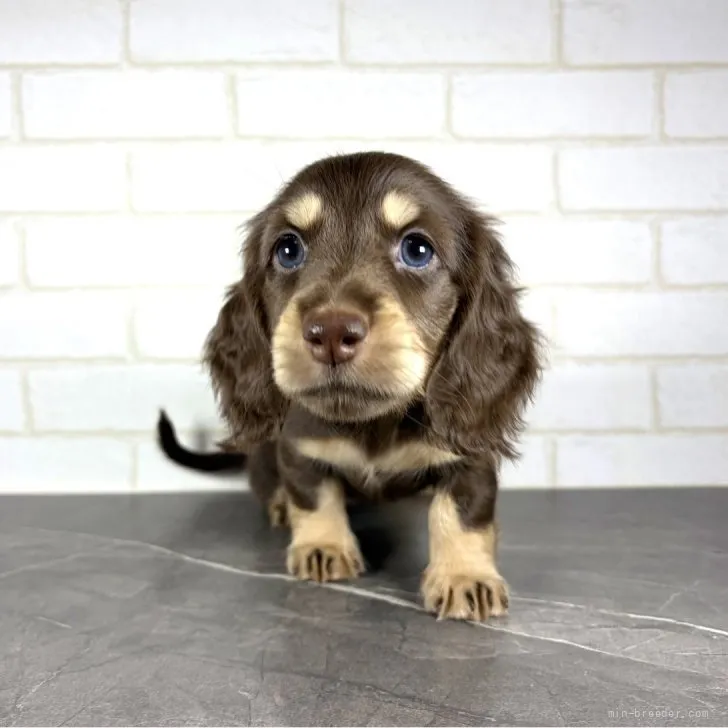 ID：2607-07744の子犬