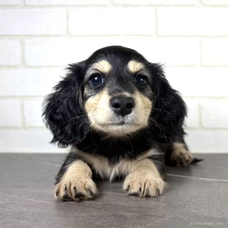 ID：2607-02493の子犬