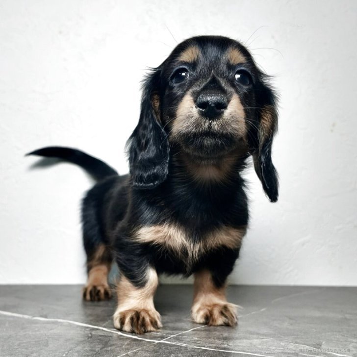 ミニチュアダックスフンド(ロング)【大阪府・女の子・2025年10月21日