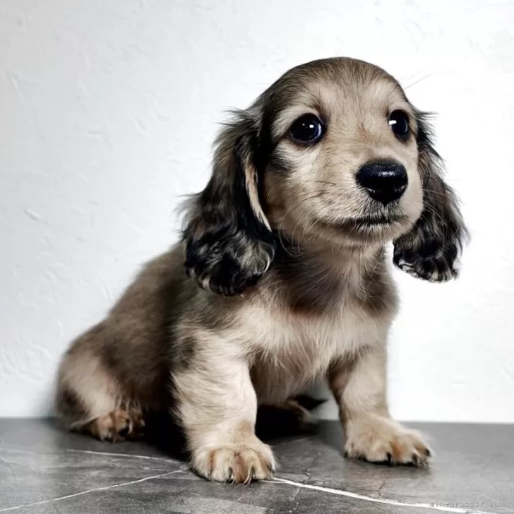 ID：2512-01385の子犬