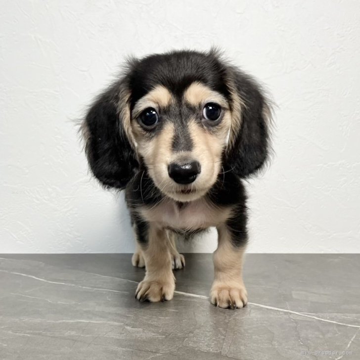 ミニチュアダックスフンド(ロング)【大阪府・男の子・2024年9月12日