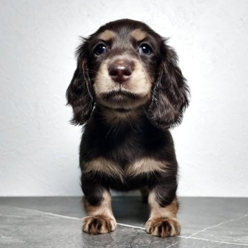 ミニチュアダックスフンド(ロング)【大阪府・女の子・2025年10月21日・チョコタン】の写真「綺麗な配色とお顔全体のバランスの良い女の子」