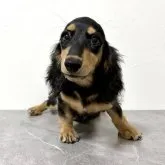 ミニチュアダックスフンド(ロング)