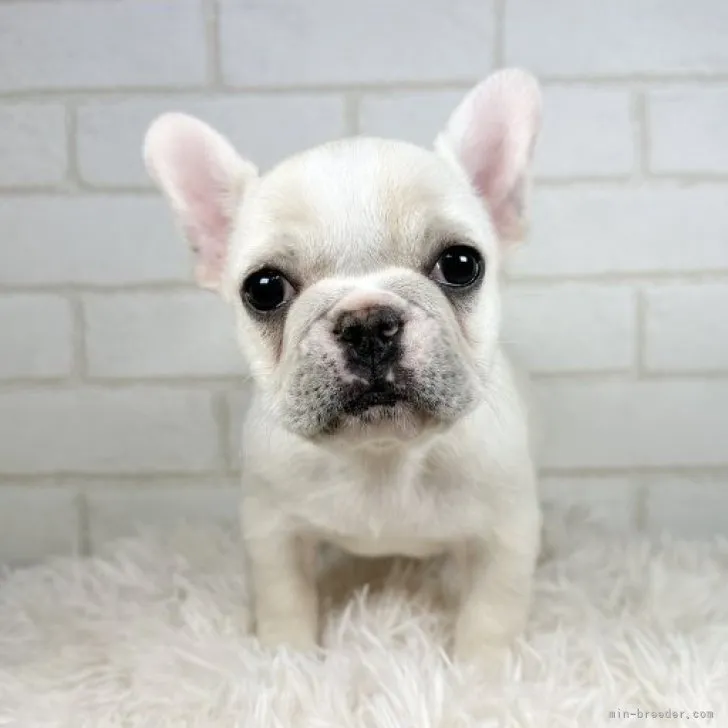 ID:2302-02027の子犬