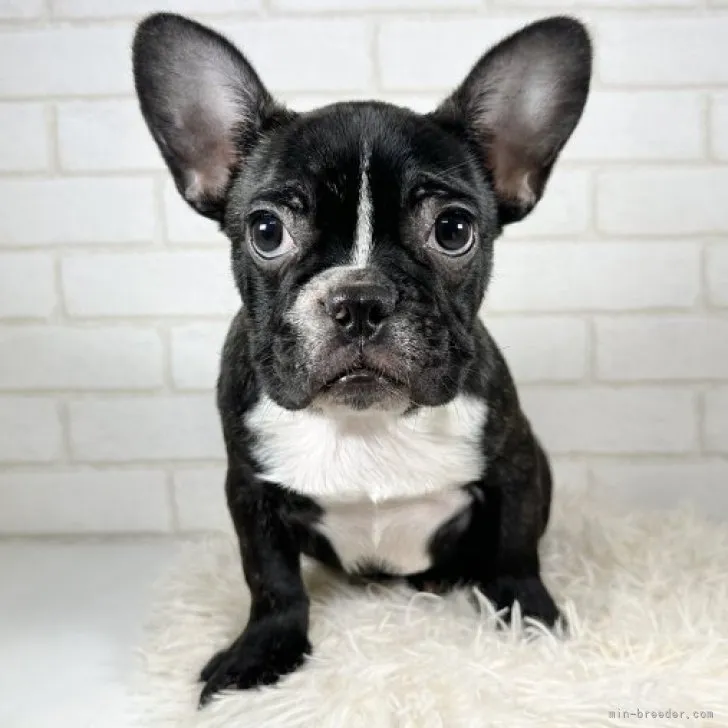 ID：2303-04315の子犬