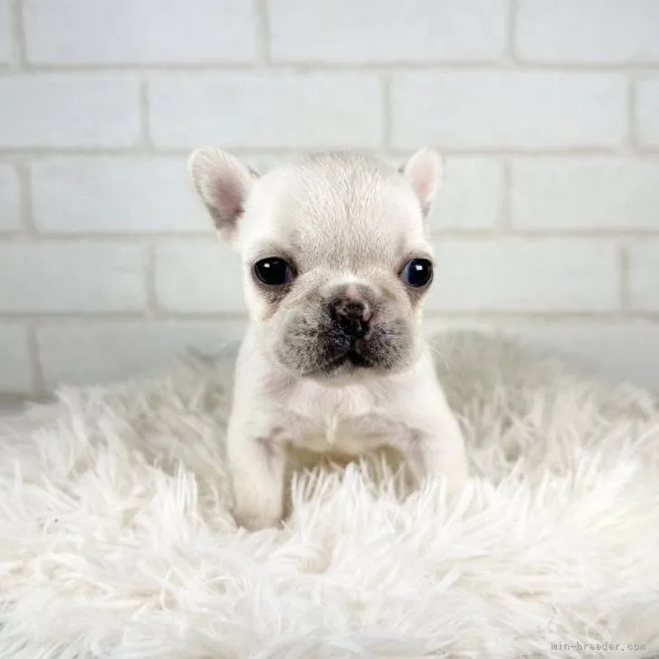 ID：2311-04900の子犬