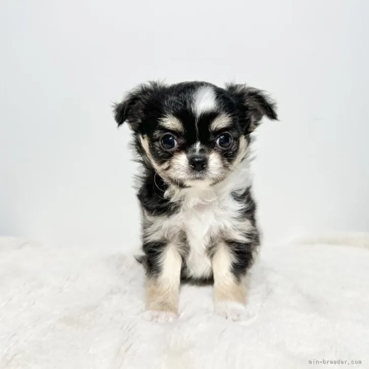 ID：2310-01624の子犬