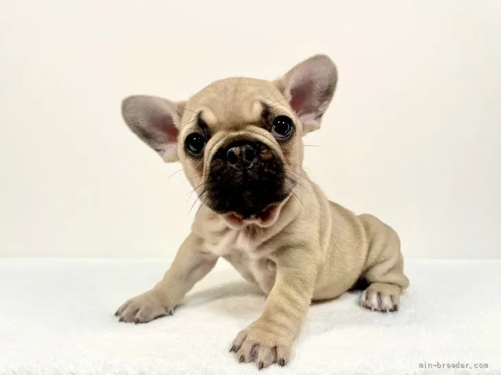 ID:2202-02951の子犬