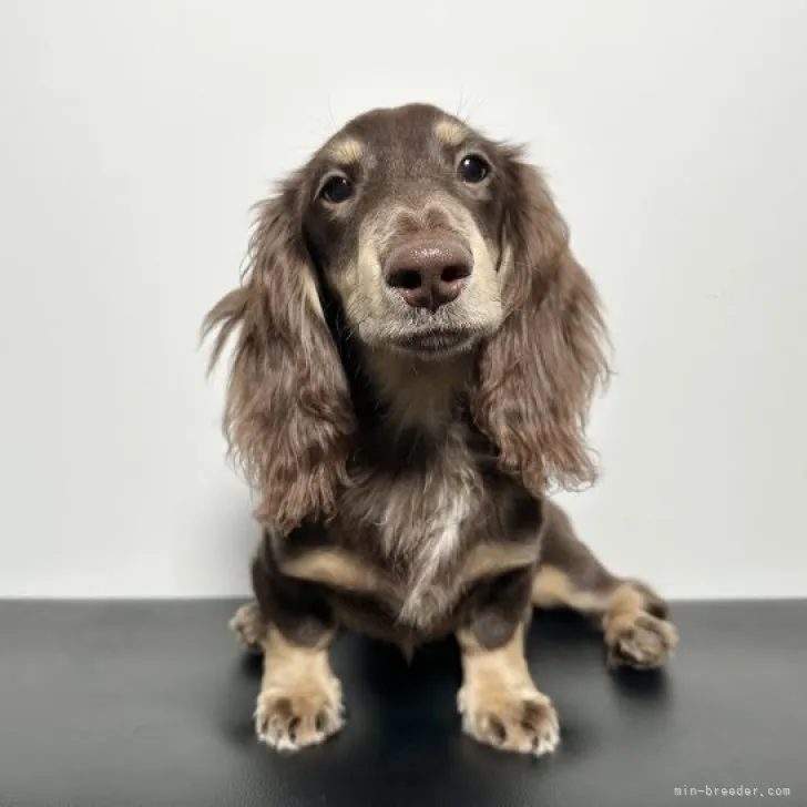 ID:2304-05533の子犬