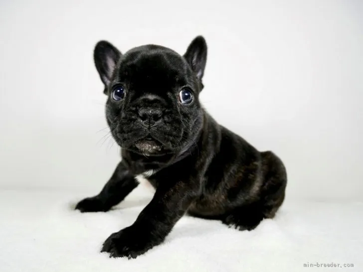 pom 様のお迎えした子犬