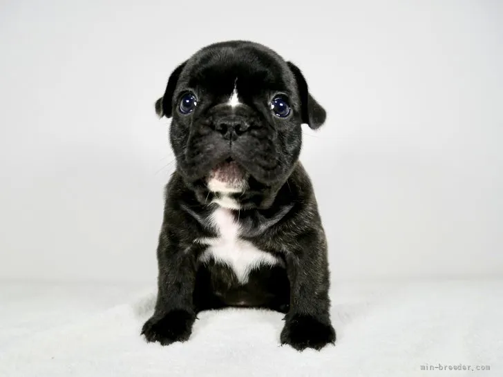 ID：2203-02294の子犬