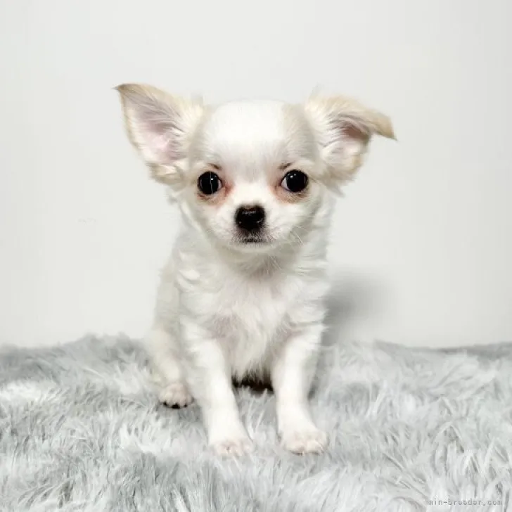 ID:2310-01432の子犬