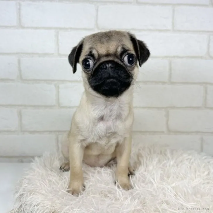 ID：2306-02782の子犬