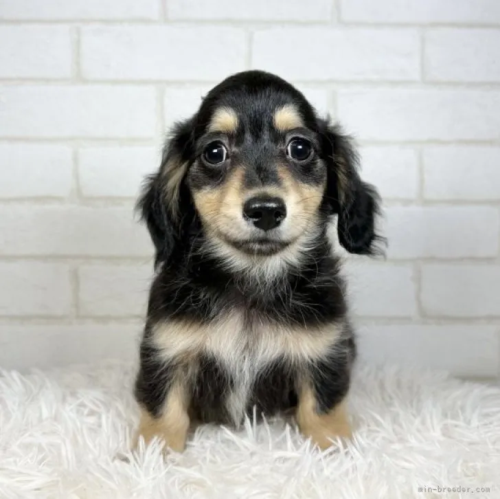 ID：2303-01809の子犬