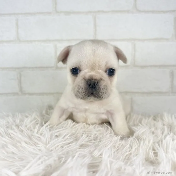 YU 様のお迎えした子犬