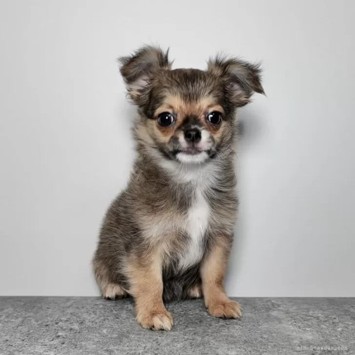 ID：2403-00036の子犬