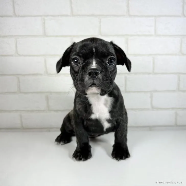ID：2209-04526の子犬