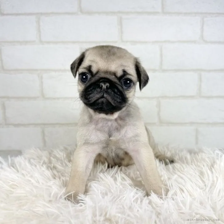 ID：2311-04904の子犬