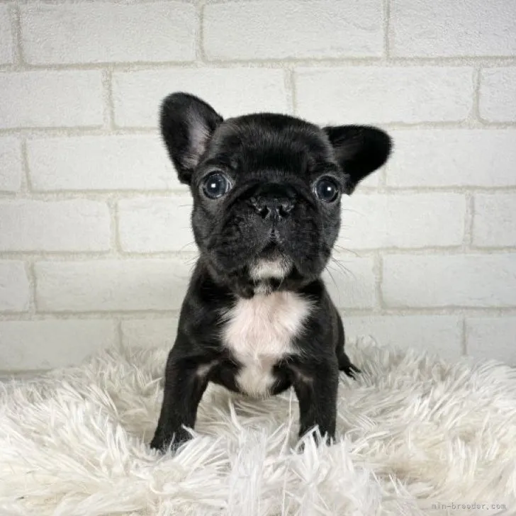 ID：2311-04608の子犬
