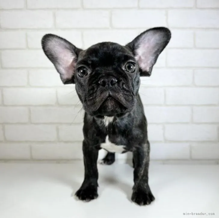 ID：2209-04193の子犬