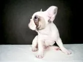 フレンチブルドッグ【大阪府・男の子・2022年1月21日・パイド】の写真2「両耳立ちました🐶」