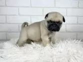 パグ【大阪府・男の子・2024年6月24日・】の写真2