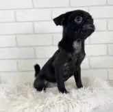 パグ【大阪府・女の子・2024年6月8日・ブラック】の写真4