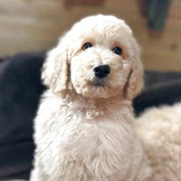 スタンダードプードル【福岡県・女の子・2025年8月11日・クリーム】の写真「小さいかわいい女の子♥️」