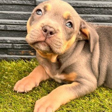 アメリカンブリー【福岡県・女の子・2025年4月20日・ブルータン】の写真「おっとりムチムチの女の子♡」