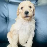 スタンダードプードル