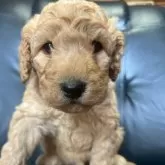 スタンダードプードル