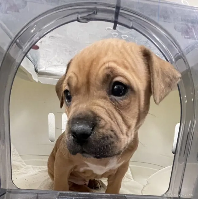 ss 様のお迎えした子犬