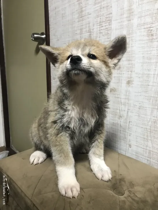 忍者 様のお迎えした子犬