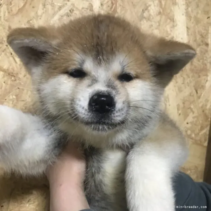 ID:2305-01135の子犬
