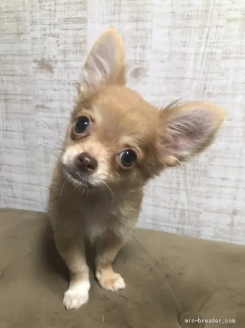 K.O 様のお迎えした子犬