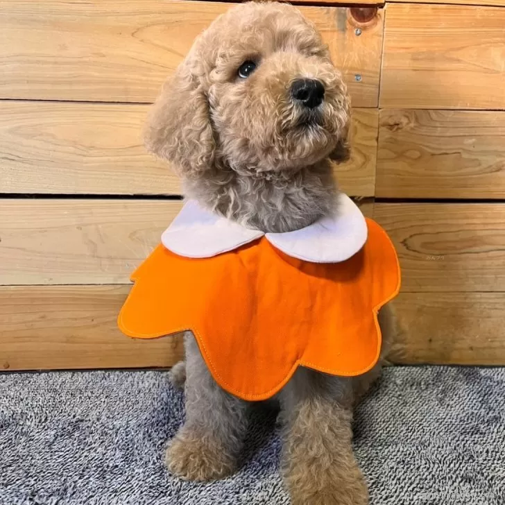ID:2410-05165の子犬