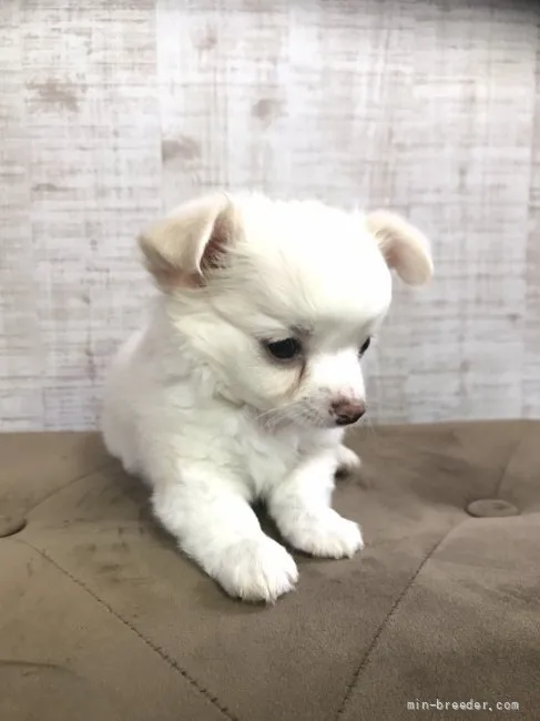 ID：2108-02345の子犬