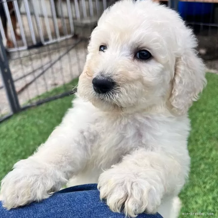 ID：2405-00480の子犬