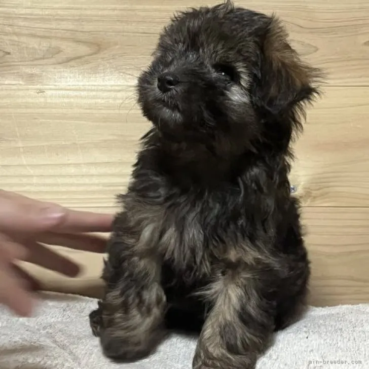 ID：2303-01829の子犬